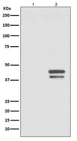 Anti-Phospho-JunD (S255) Rabbit Monoclonal Antibody Boster Bio