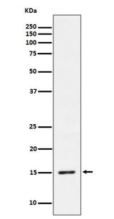 Anti-Phospho-Histone H3.3 (S31) Rabbit Monoclonal Antibody Boster Bio