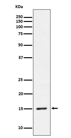 Anti-Phospho-Histone H3.3 (S31) Rabbit Monoclonal Antibody Boster Bio