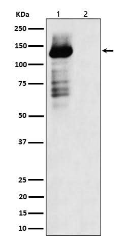 Anti-Phospho-TAOK1/2/3 (S181 + S181 + S177) Rabbit Monoclonal Antibody Boster Bio