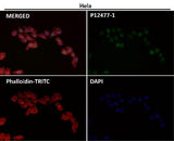 Anti-Histone H3 (acetyl K56) HIST1H3A Rabbit Monoclonal Antibody Boster Bio