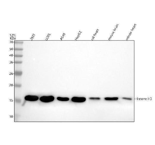 Anti-Histone H3 (acetyl K14) HIST1H3A Rabbit Monoclonal Antibody Boster Bio