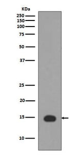 Anti-Histone H3 (acetyl K4) HIST1H3A Rabbit Monoclonal Antibody Boster Bio