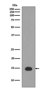Anti-Histone H3 (acetyl K4) HIST1H3A Rabbit Monoclonal Antibody Boster Bio