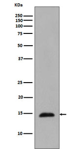 Anti-Phospho-Histone H2B (T129) HIST1H2BC Rabbit Monoclonal Antibody Boster Bio