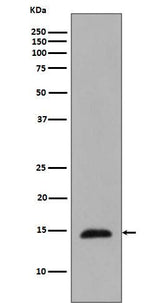 Anti-Phospho-Histone H2B (T129) HIST1H2BC Rabbit Monoclonal Antibody Boster Bio