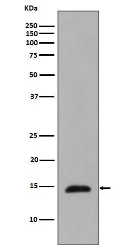 Anti-Phospho-Histone H2B (T129) HIST1H2BC Rabbit Monoclonal Antibody Boster Bio