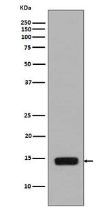 Anti-Phospho-Histone H2A (S129) HIST1H2AB Rabbit Monoclonal Antibody Boster Bio