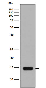 Anti-Phospho-Histone H2A (S129) HIST1H2AB Rabbit Monoclonal Antibody Boster Bio