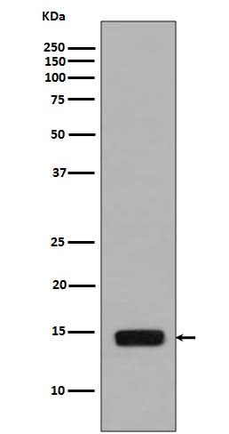 Anti-Phospho-Histone H2A (S129) HIST1H2AB Rabbit Monoclonal Antibody Boster Bio