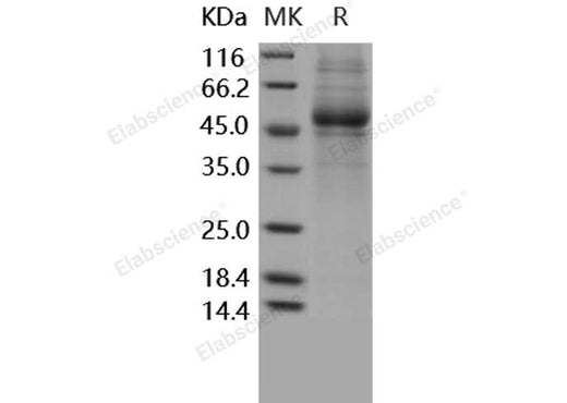 > 85 % as determined by reducing SDS-PAGE.
