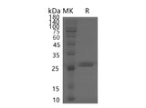 > 85 % as determined by reducing SDS-PAGE.