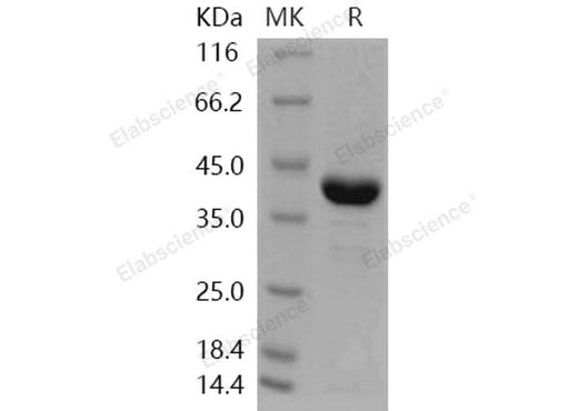 > 90 % as determined by reducing SDS-PAGE.