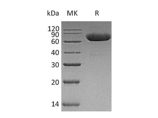 > 90 % as determined by reducing SDS-PAGE.