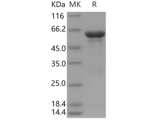 > 88 % as determined by reducing SDS-PAGE.