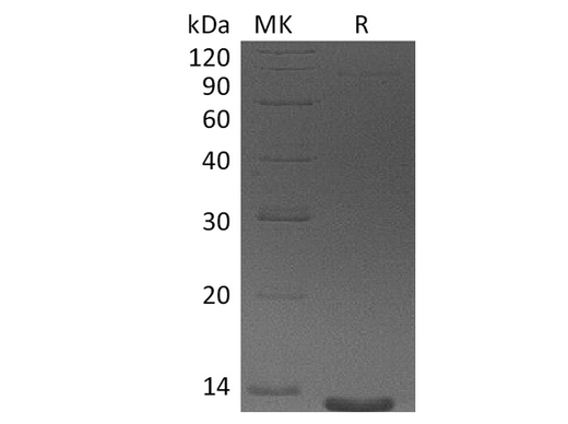 Recombinant Human Eotaxin-3/CCL26 Protein (aa 24-94) - ABMIUM