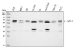 Anti-SSH3BP1/ABI1 Antibody Picoband® Boster Bio