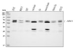 Anti-SSH3BP1/ABI1 Antibody Picoband® Boster Bio