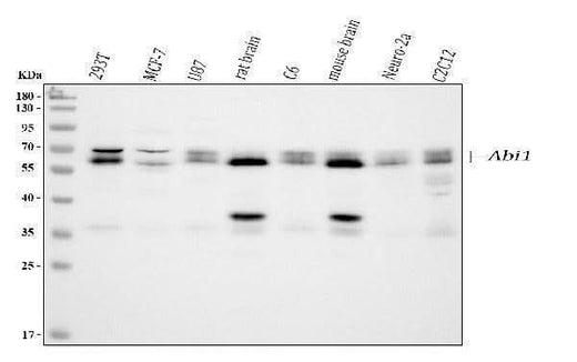 Anti-SSH3BP1/ABI1 Antibody Picoband® Boster Bio