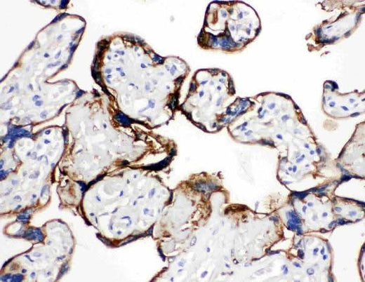 Anti-Annexin A1/ANXA1 Antibody Picoband® Boster Bio