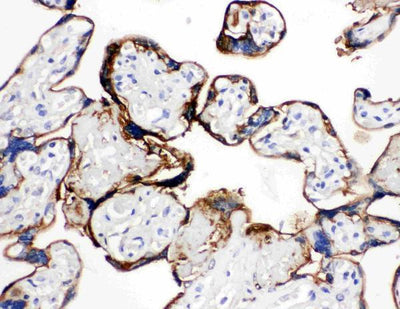 Anti-Annexin A1/ANXA1 Antibody Picoband® Boster Bio