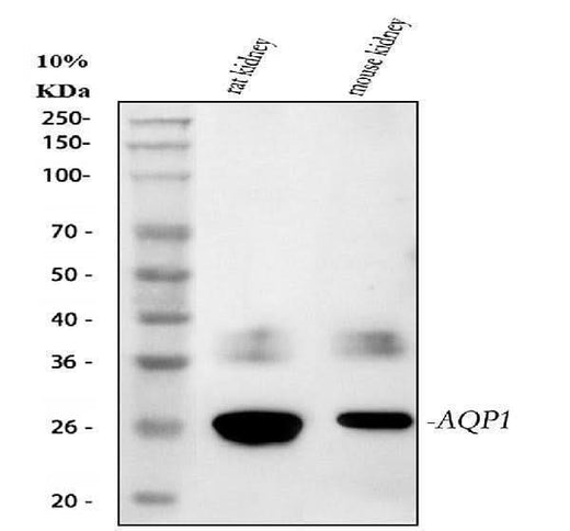 Anti-Aquaporin 1/AQP1 Antibody Picoband® Boster Bio