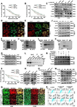 Anti-Apoptosis regulator BAX Bax Antibody Picoband® Boster Bio