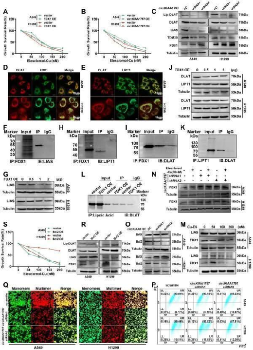 Anti-Apoptosis regulator BAX Bax Antibody Picoband® Boster Bio