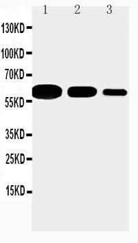 Anti-CD40 Antibody Picoband® Boster Bio