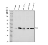Anti-Connexin 43/GJA1 Antibody Picoband® Boster Bio