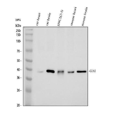 Anti-Connexin 43/GJA1 Antibody Picoband® Boster Bio