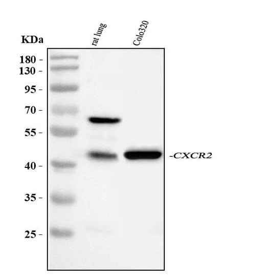 Anti-CXCR2 Antibody Picoband® Boster Bio
