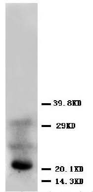 Anti-Fibroblast growth factor 4 FGF4 Antibody Picoband® Boster Bio