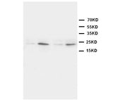 Anti-High mobility group protein B4 HMGB4 Antibody Picoband® Boster Bio