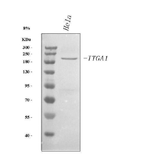 Anti-Integrin alpha 1/ITGA1 Antibody Picoband® Boster Bio