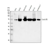 Anti-Lamin B1/LMNB1 Antibody Picoband® Boster Bio