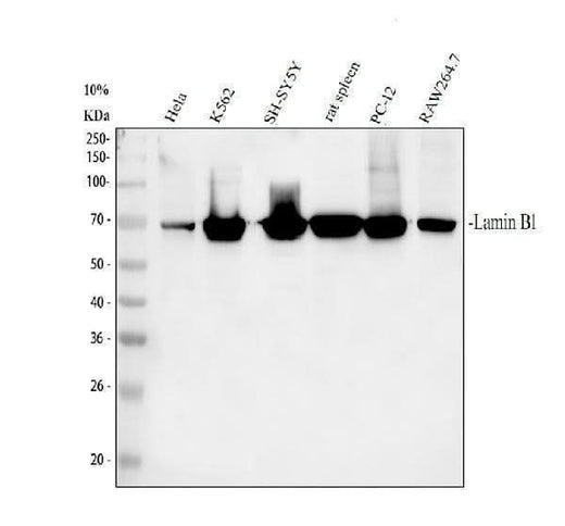 Anti-Lamin B1/LMNB1 Antibody Picoband® Boster Bio
