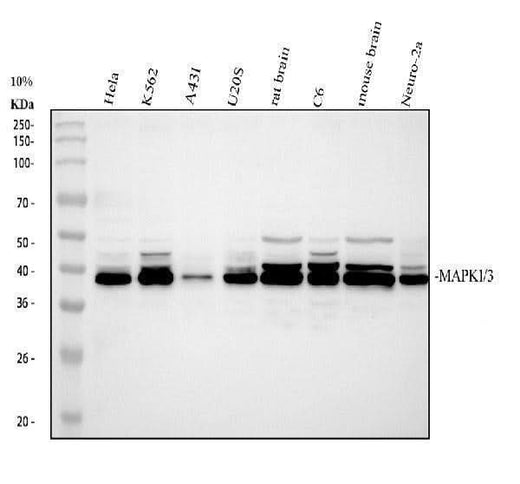 Anti-MAPK1/3 Antibody Picoband® Boster Bio