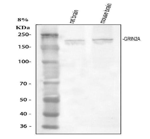 Anti-NMDAR2A/GRIN2A Antibody Picoband® Boster Bio