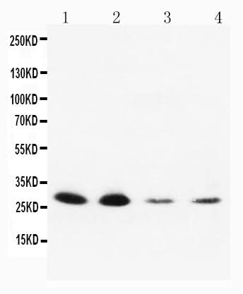 Anti-Neurotrophin 3/NTF3 Antibody Picoband® Boster Bio