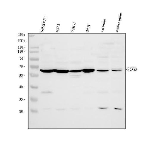 Anti-Secretogranin 3/SCG3 Antibody Picoband® Boster Bio