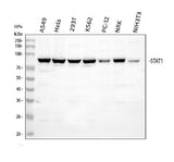 Anti-STAT1 Antibody Picoband® Boster Bio