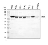 Anti-STAT1 Antibody Picoband® Boster Bio