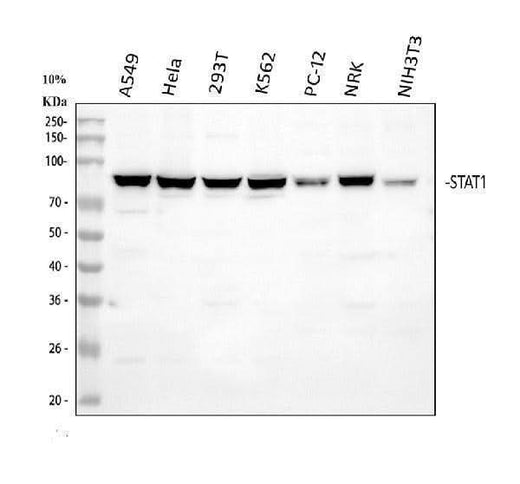 Anti-STAT1 Antibody Picoband® Boster Bio