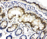 Anti-Lamin A + C/LMNA Antibody Picoband® Boster Bio