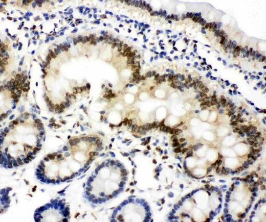 Anti-Lamin A + C/LMNA Antibody Picoband® Boster Bio