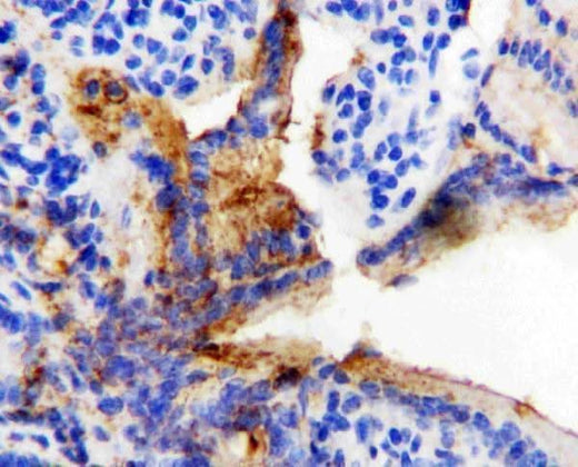 Anti-HSP60/HSPD1 Antibody Picoband® Boster Bio