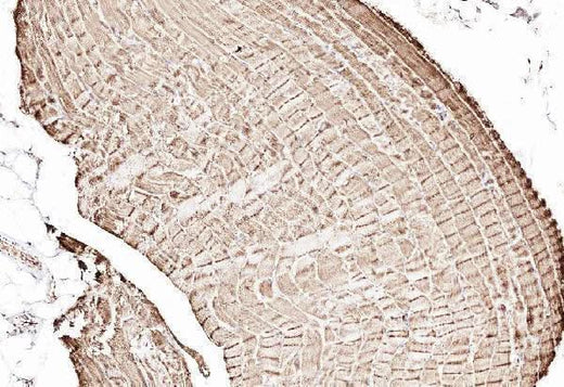 Anti-Cytochrome C/CYCS Antibody Picoband® Boster Bio