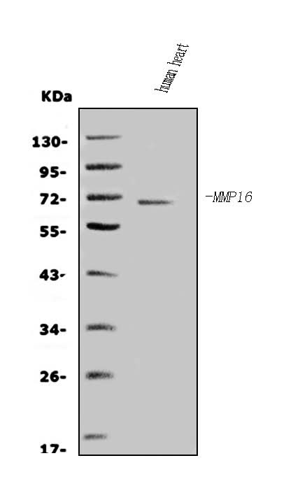 Anti-Matrix metalloproteinase-16 MMP16 Antibody Picoband® Boster Bio