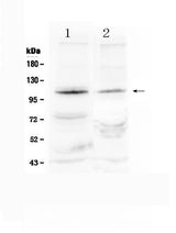 Anti-HIF-2-alpha/EPAS1 Antibody Picoband® Boster Bio